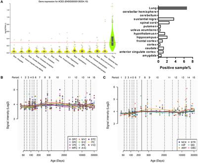 The Spatial and Cell-Type Distribution of SARS-CoV-2 Receptor ACE2 in the Human and Mouse Brains